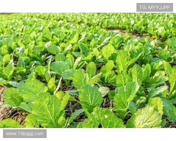 白菜菠菜种植中应施用哪些肥料效果最佳